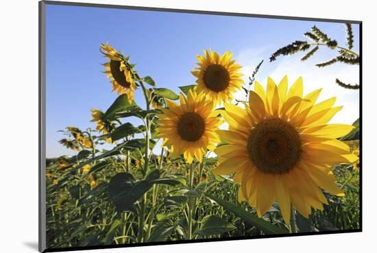 Sunflowers in Full Bloom During August in a Field Near Perugia, Umbria, Italy-William Gray-Mounted Photographic Print