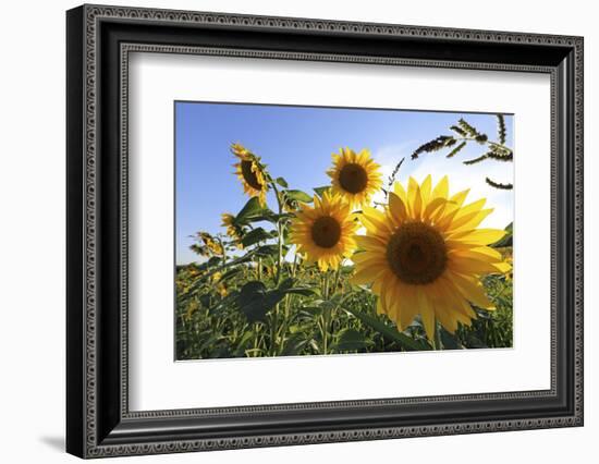 Sunflowers in Full Bloom During August in a Field Near Perugia, Umbria, Italy-William Gray-Framed Photographic Print