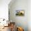 Sunflowers in Full Bloom During August in a Field Near Perugia, Umbria, Italy-William Gray-Framed Premier Image Canvas displayed on a wall