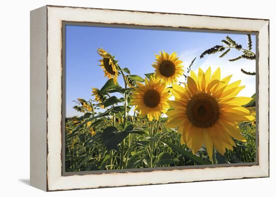 Sunflowers in Full Bloom During August in a Field Near Perugia, Umbria, Italy-William Gray-Framed Premier Image Canvas