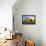 Sunflowers in Full Bloom During August in a Field Near Perugia, Umbria, Italy-William Gray-Framed Premier Image Canvas displayed on a wall