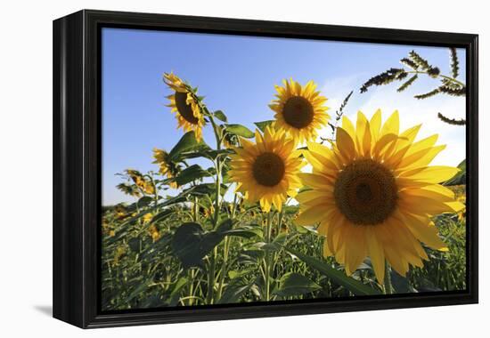 Sunflowers in Full Bloom During August in a Field Near Perugia, Umbria, Italy-William Gray-Framed Premier Image Canvas