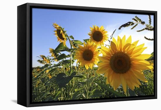 Sunflowers in Full Bloom During August in a Field Near Perugia, Umbria, Italy-William Gray-Framed Premier Image Canvas