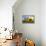 Sunflowers in Full Bloom During August in a Field Near Perugia, Umbria, Italy-William Gray-Framed Premier Image Canvas displayed on a wall