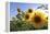 Sunflowers in Full Bloom During August in a Field Near Perugia, Umbria, Italy-William Gray-Framed Premier Image Canvas