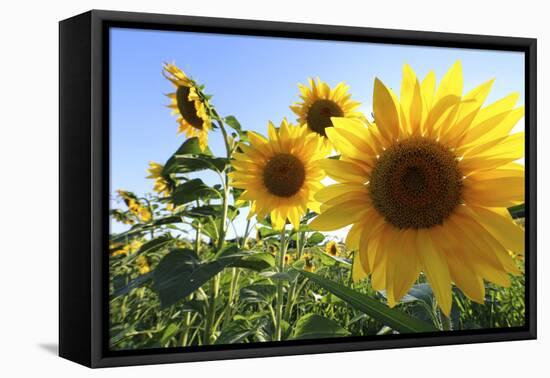 Sunflowers in Full Bloom During August in a Field Near Perugia, Umbria, Italy-William Gray-Framed Premier Image Canvas