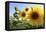 Sunflowers in Full Bloom During August in a Field Near Perugia, Umbria, Italy-William Gray-Framed Premier Image Canvas