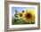 Sunflowers in Full Bloom During August in a Field Near Perugia, Umbria, Italy-William Gray-Framed Photographic Print