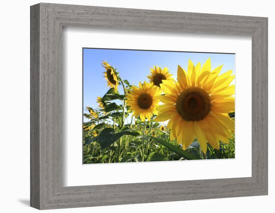 Sunflowers in Full Bloom During August in a Field Near Perugia, Umbria, Italy-William Gray-Framed Photographic Print