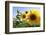 Sunflowers in Full Bloom During August in a Field Near Perugia, Umbria, Italy-William Gray-Framed Photographic Print