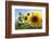 Sunflowers in Full Bloom During August in a Field Near Perugia, Umbria, Italy-William Gray-Framed Photographic Print