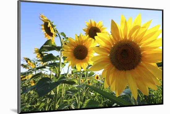 Sunflowers in Full Bloom During August in a Field Near Perugia, Umbria, Italy-William Gray-Mounted Photographic Print