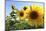 Sunflowers in Full Bloom During August in a Field Near Perugia, Umbria, Italy-William Gray-Mounted Photographic Print