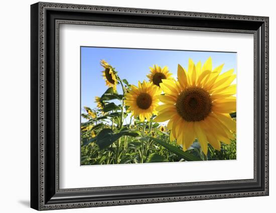 Sunflowers in Full Bloom During August in a Field Near Perugia, Umbria, Italy-William Gray-Framed Photographic Print