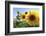 Sunflowers in Full Bloom During August in a Field Near Perugia, Umbria, Italy-William Gray-Framed Photographic Print