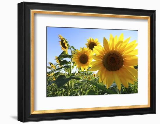 Sunflowers in Full Bloom During August in a Field Near Perugia, Umbria, Italy-William Gray-Framed Photographic Print