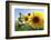 Sunflowers in Full Bloom During August in a Field Near Perugia, Umbria, Italy-William Gray-Framed Photographic Print