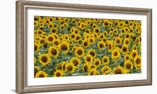 Sunflowers in the flower farm, Furano, Hokkaido Prefecture, Japan-Keren Su-Framed Photographic Print