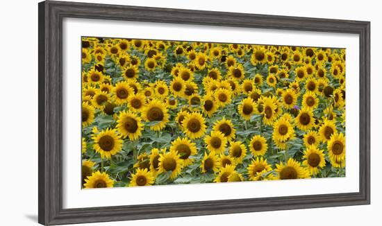 Sunflowers in the flower farm, Furano, Hokkaido Prefecture, Japan-Keren Su-Framed Photographic Print