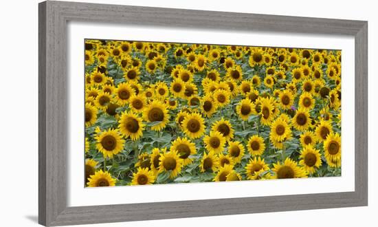 Sunflowers in the flower farm, Furano, Hokkaido Prefecture, Japan-Keren Su-Framed Photographic Print