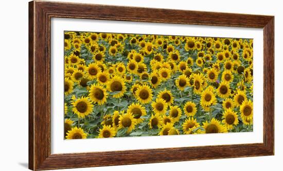 Sunflowers in the flower farm, Furano, Hokkaido Prefecture, Japan-Keren Su-Framed Photographic Print