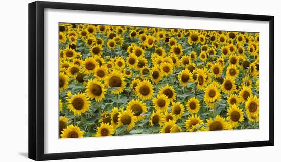 Sunflowers in the flower farm, Furano, Hokkaido Prefecture, Japan-Keren Su-Framed Photographic Print