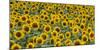 Sunflowers in the flower farm, Furano, Hokkaido Prefecture, Japan-Keren Su-Mounted Photographic Print