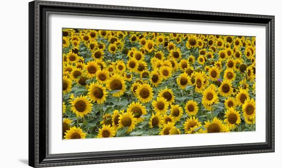 Sunflowers in the flower farm, Furano, Hokkaido Prefecture, Japan-Keren Su-Framed Photographic Print