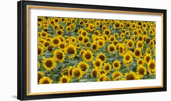 Sunflowers in the flower farm, Furano, Hokkaido Prefecture, Japan-Keren Su-Framed Photographic Print