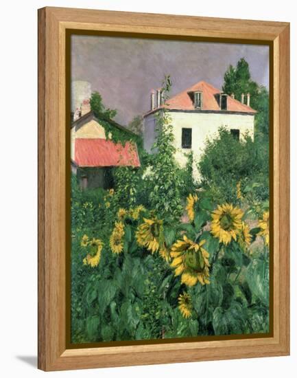 Sunflowers in the Garden at Petit Gennevilliers-Gustave Caillebotte-Framed Premier Image Canvas