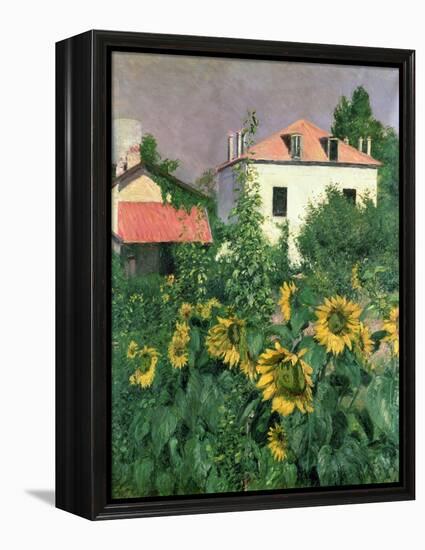 Sunflowers in the Garden at Petit Gennevilliers-Gustave Caillebotte-Framed Premier Image Canvas