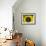 Sunflowers in the Morning Light, Provence, France-Nadia Isakova-Framed Photographic Print displayed on a wall