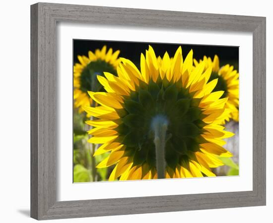 Sunflowers in the Morning Light, Provence, France-Nadia Isakova-Framed Photographic Print