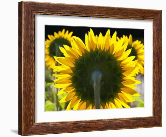 Sunflowers in the Morning Light, Provence, France-Nadia Isakova-Framed Photographic Print