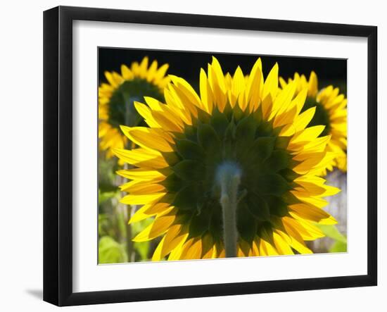 Sunflowers in the Morning Light, Provence, France-Nadia Isakova-Framed Photographic Print