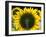 Sunflowers in the Morning Light, Provence, France-Nadia Isakova-Framed Photographic Print