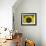 Sunflowers in the Morning Light, Provence, France-Nadia Isakova-Framed Photographic Print displayed on a wall