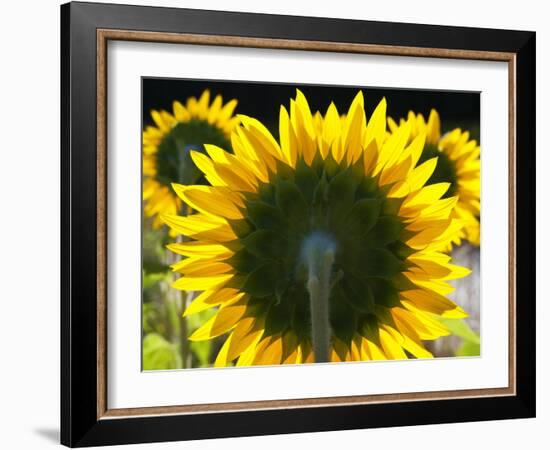 Sunflowers in the Morning Light, Provence, France-Nadia Isakova-Framed Photographic Print