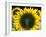 Sunflowers in the Morning Light, Provence, France-Nadia Isakova-Framed Photographic Print