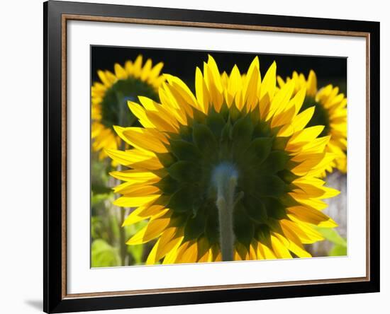 Sunflowers in the Morning Light, Provence, France-Nadia Isakova-Framed Photographic Print