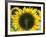 Sunflowers in the Morning Light, Provence, France-Nadia Isakova-Framed Photographic Print