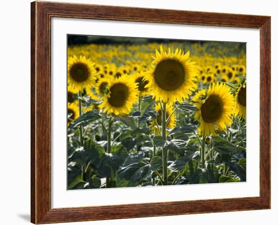 Sunflowers in the Summer; Tuscany, Italy, Europe-Carlos Sanchez Pereyra-Framed Photographic Print