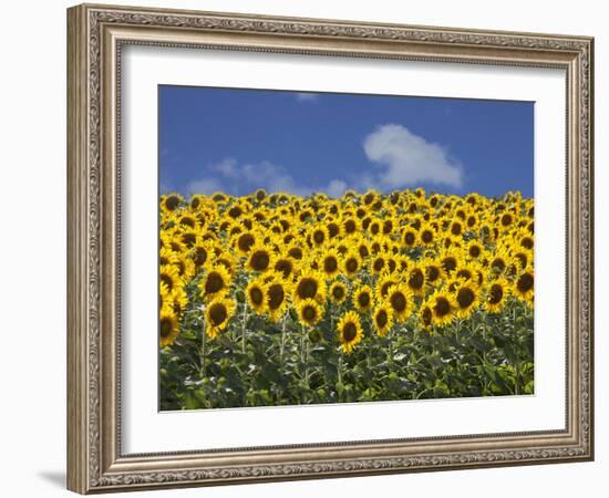Sunflowers in Tuscany, Italy, Europe-Angelo Cavalli-Framed Photographic Print