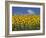 Sunflowers in Tuscany, Italy, Europe-Angelo Cavalli-Framed Photographic Print