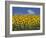 Sunflowers in Tuscany, Italy, Europe-Angelo Cavalli-Framed Photographic Print