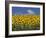 Sunflowers in Tuscany, Italy, Europe-Angelo Cavalli-Framed Photographic Print