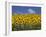 Sunflowers in Tuscany, Italy, Europe-Angelo Cavalli-Framed Photographic Print