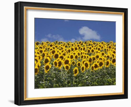 Sunflowers in Tuscany, Italy, Europe-Angelo Cavalli-Framed Photographic Print