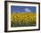 Sunflowers in Tuscany, Italy, Europe-Angelo Cavalli-Framed Photographic Print