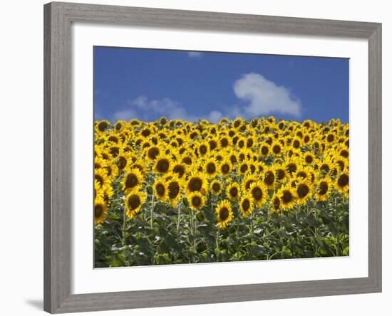 Sunflowers in Tuscany, Italy, Europe-Angelo Cavalli-Framed Photographic Print